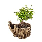 YARNOW Künstliche Treibholz Pflanzer Skulptur Harz Sukkulenten Pflanzer Rustikale Kaktus Behälter Blumentopf Treibholz Stamm Stumpf Log Dekorative Pflanzer Topf