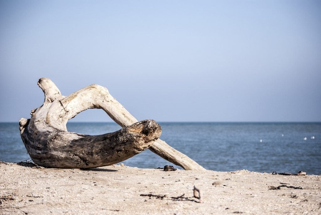 Treibholz am Strand